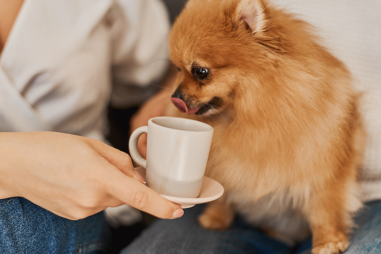 café dangereux pour le chien