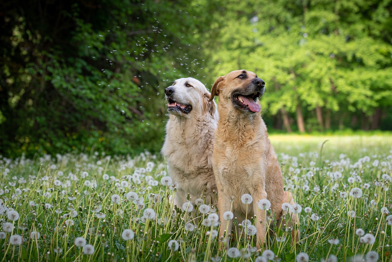 2 chiens sont assis dans un champs de pissenlit