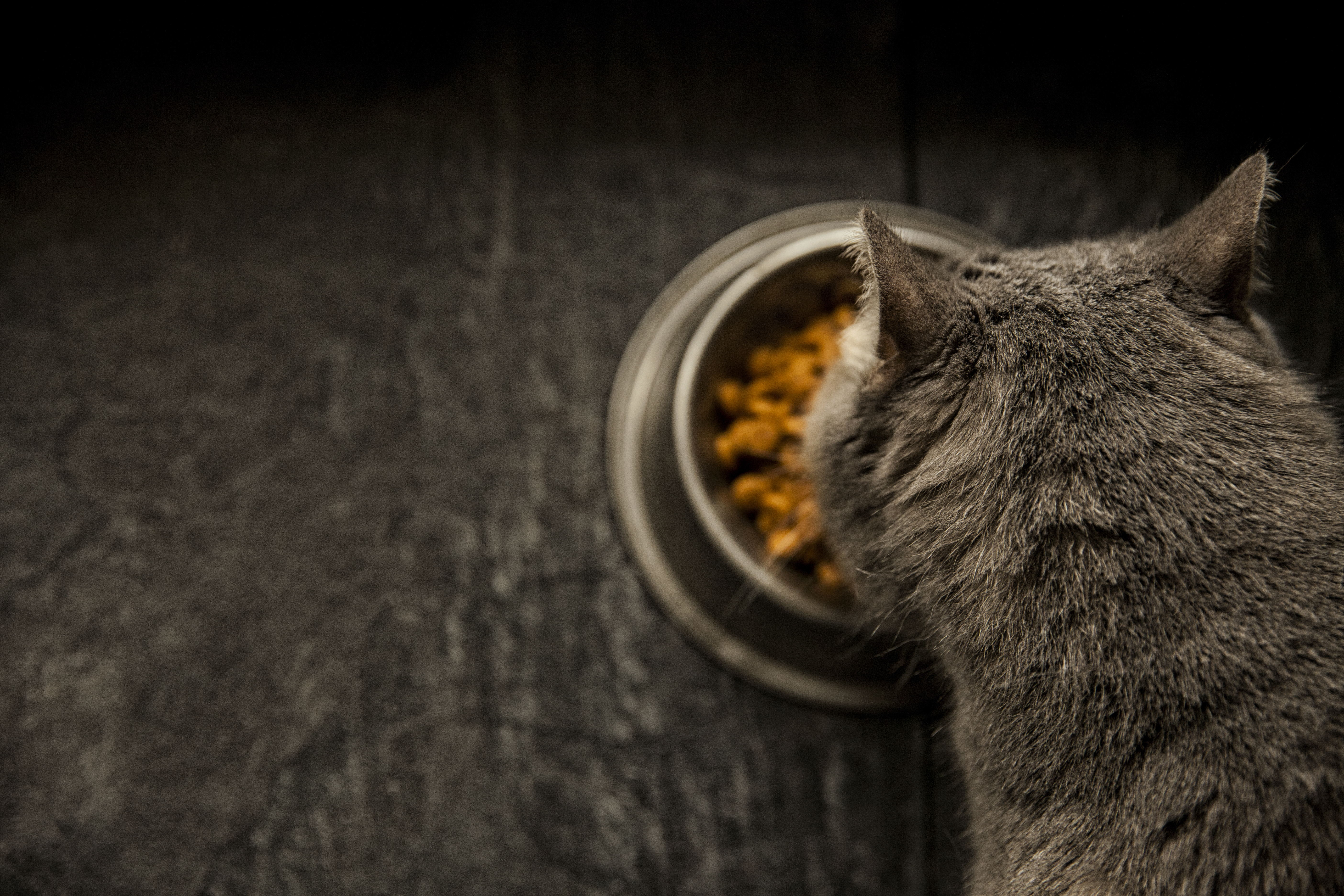 L’alimentation du chat change-t-elle avec l’âge ?