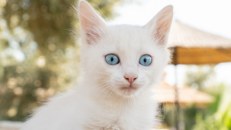 Particularités du chat blanc aux yeux bleus