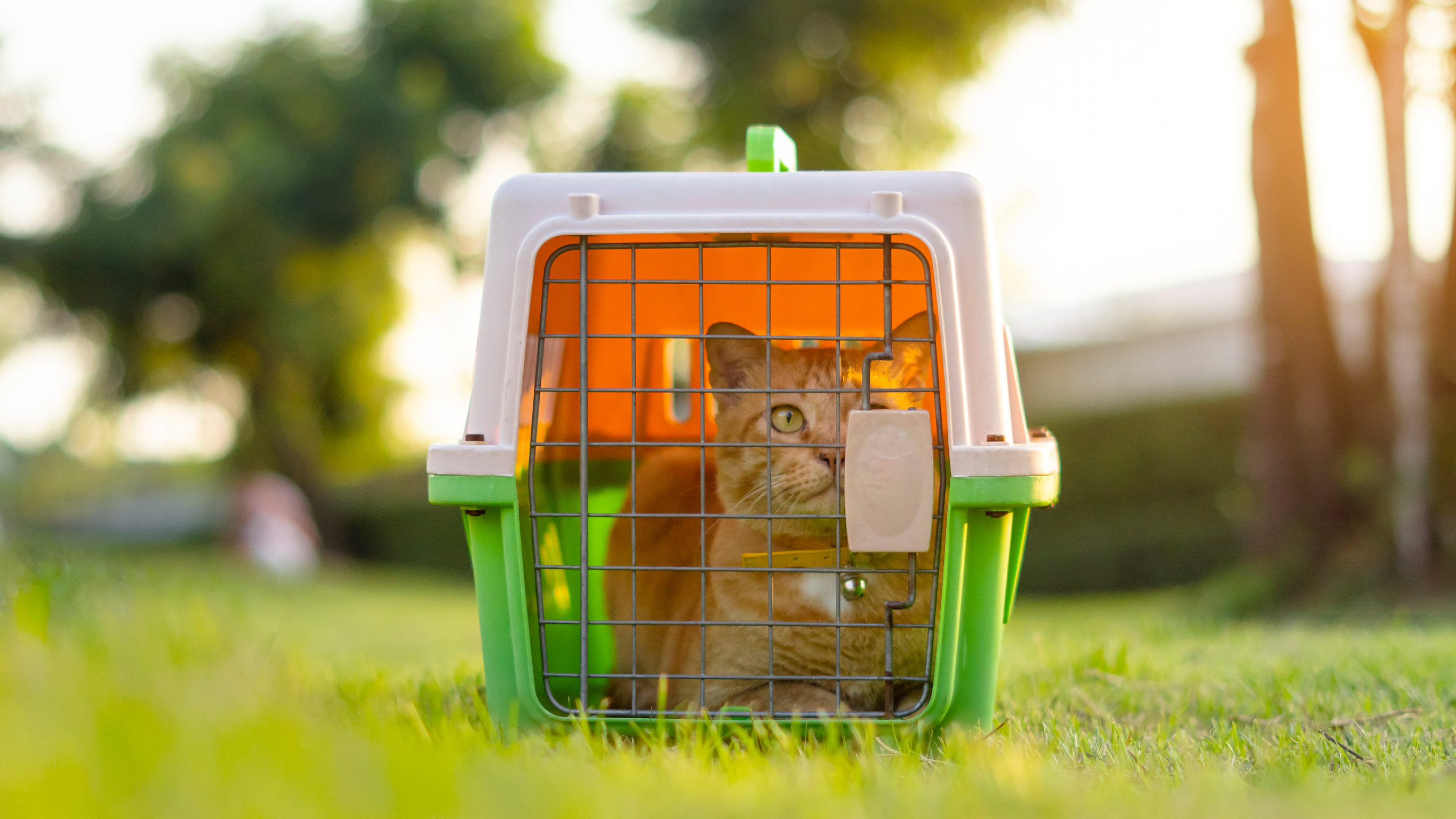 Comment mettre mon chat dans sa cage de transport