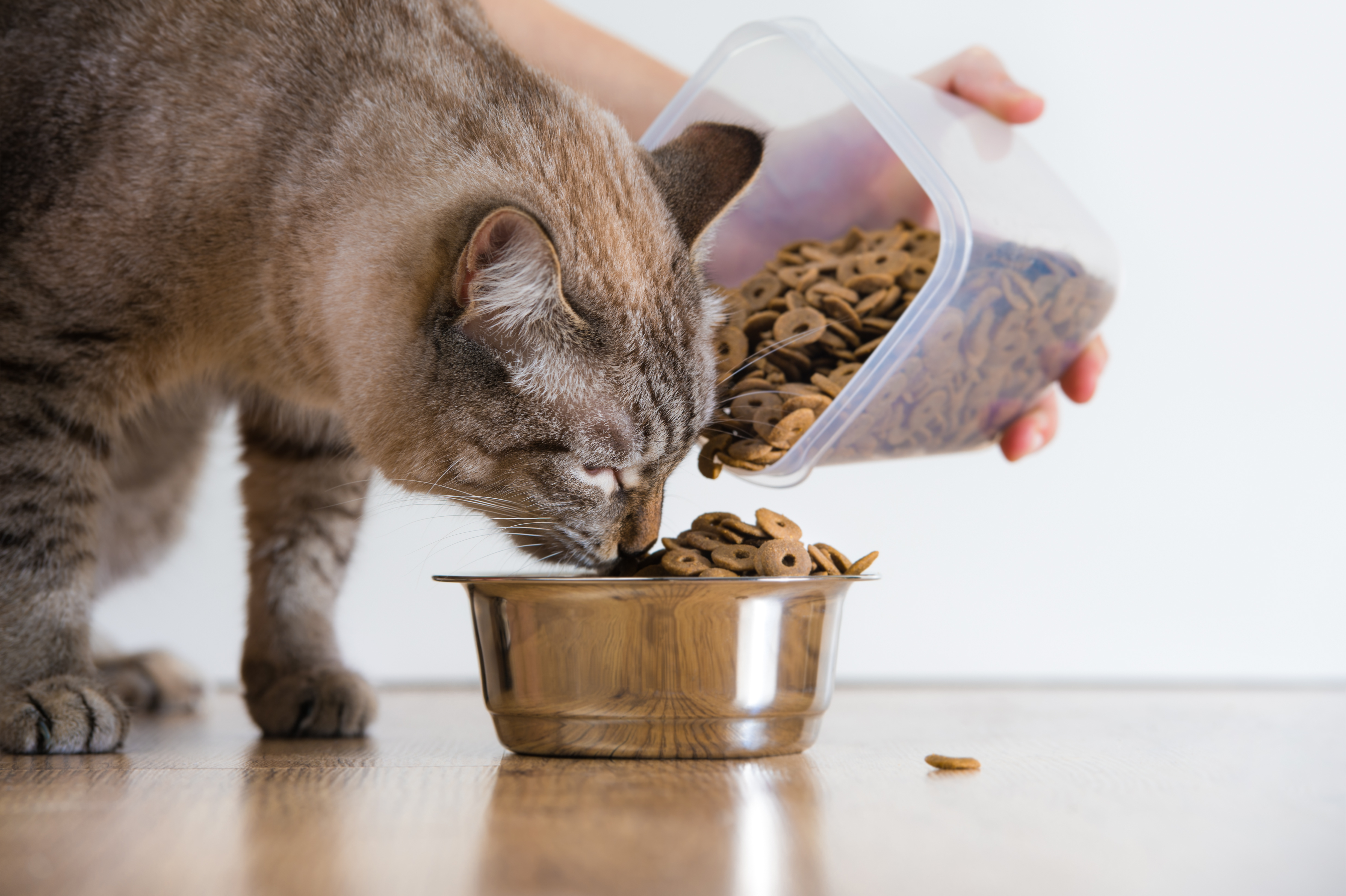 Croquettes, pâtée, fait maison : quelle alimentation pour son chat ?