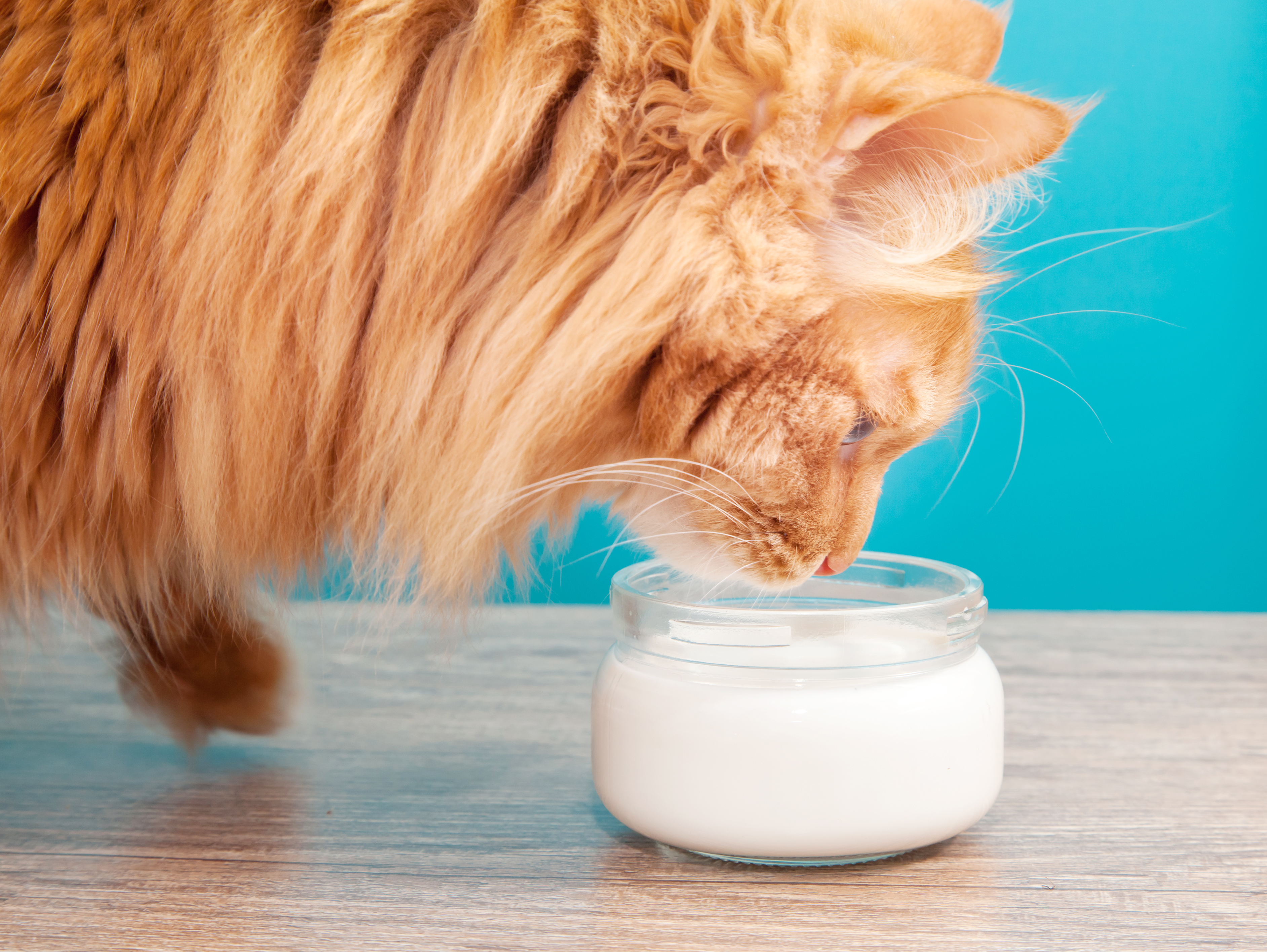 chat boit du lait
