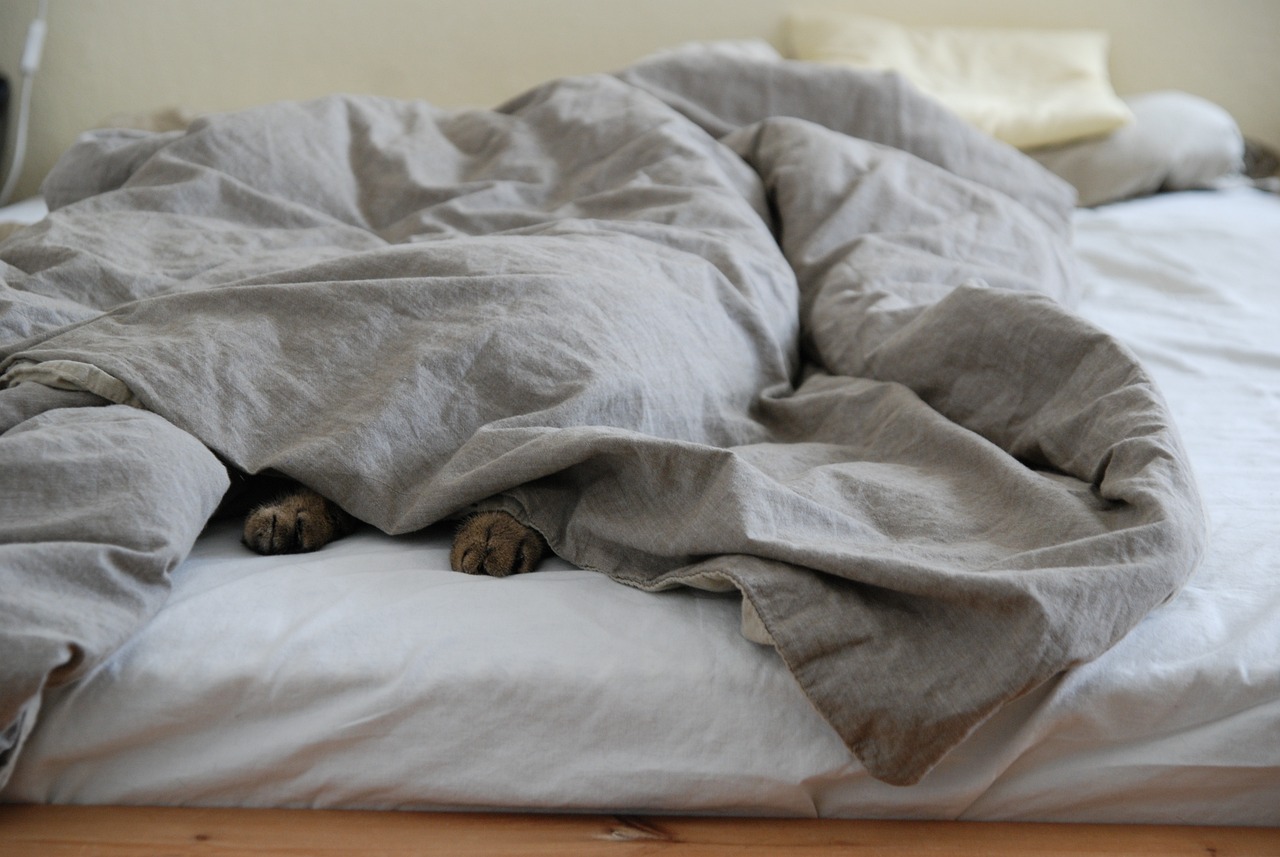 Chat endormi dans le lit.