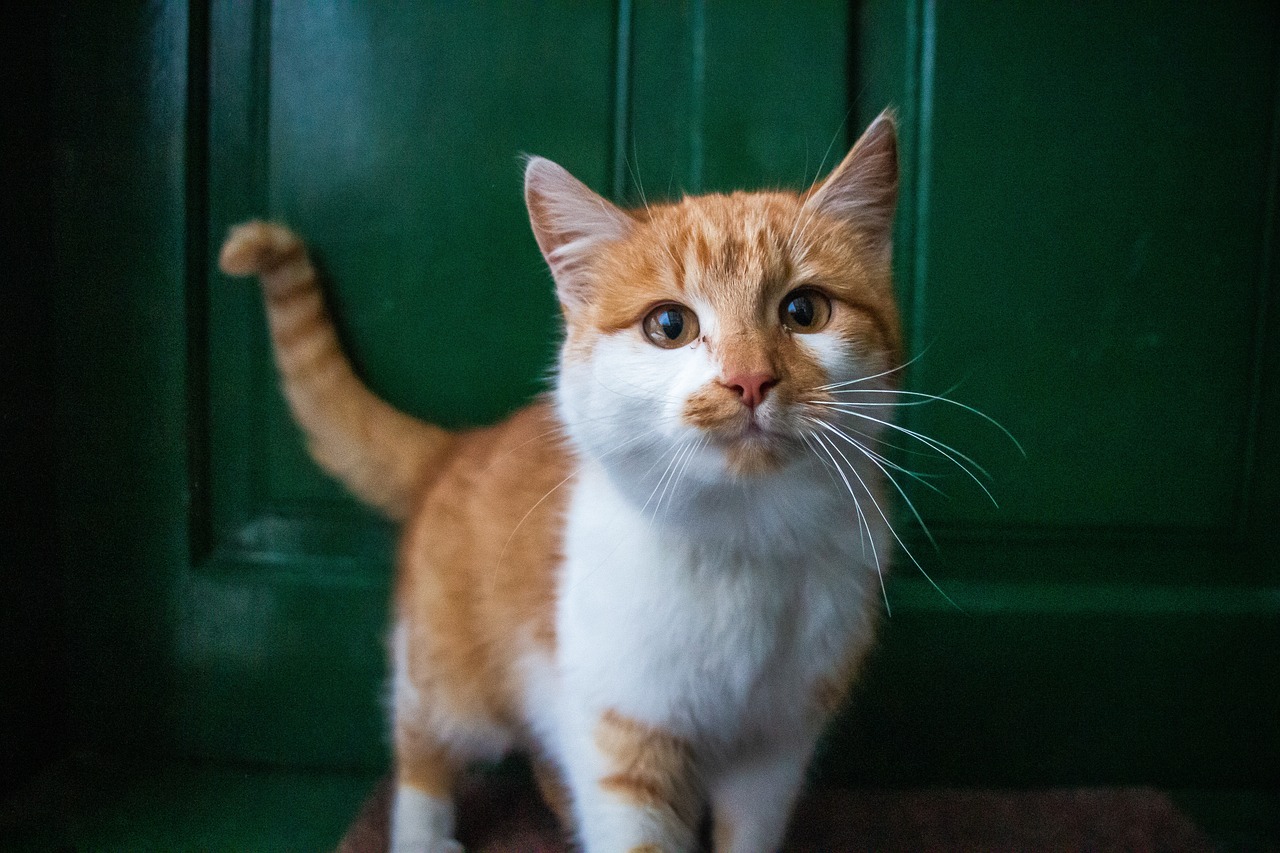 Chat roux et blanc