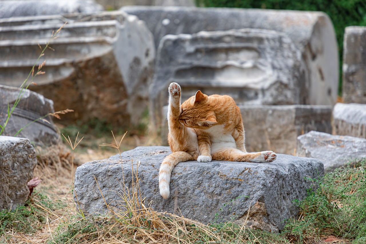 Chat qui se gratte