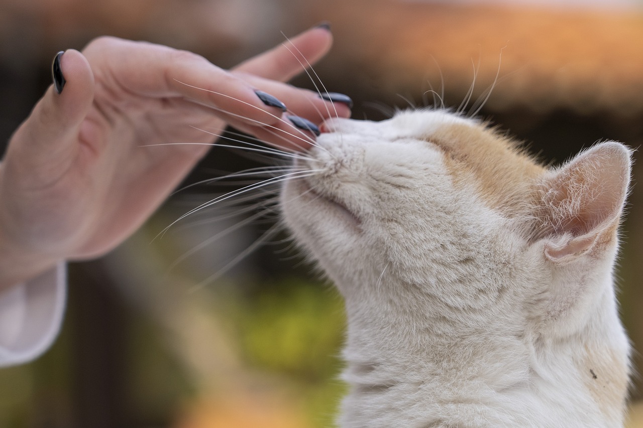 Un chat et son maître