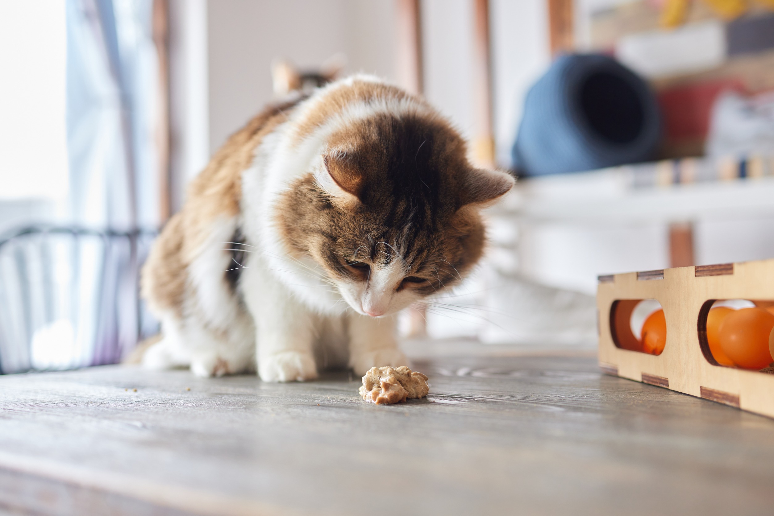 chat qui vient de vomir