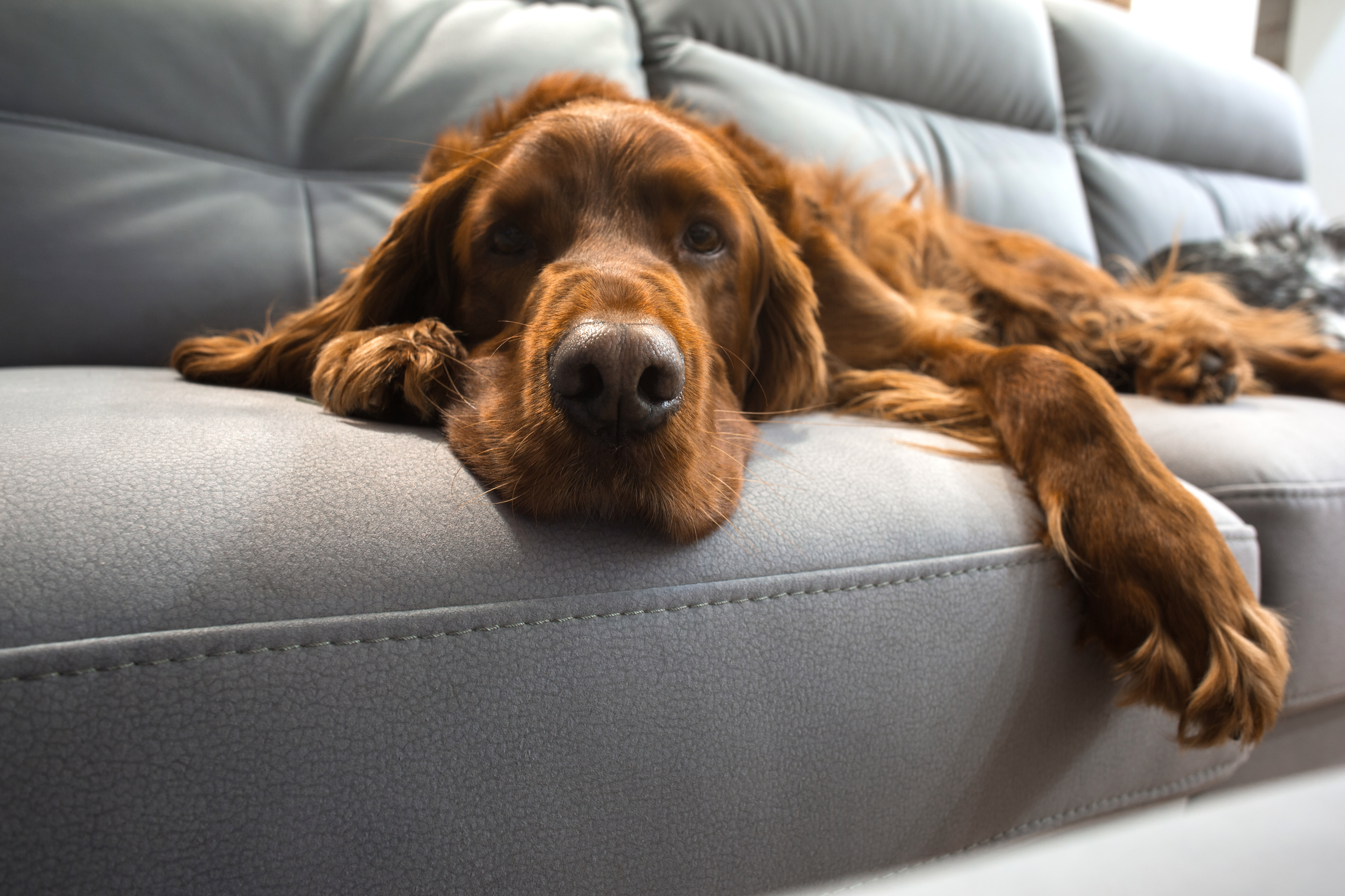 chien avec de l'arthrose sur un canapé