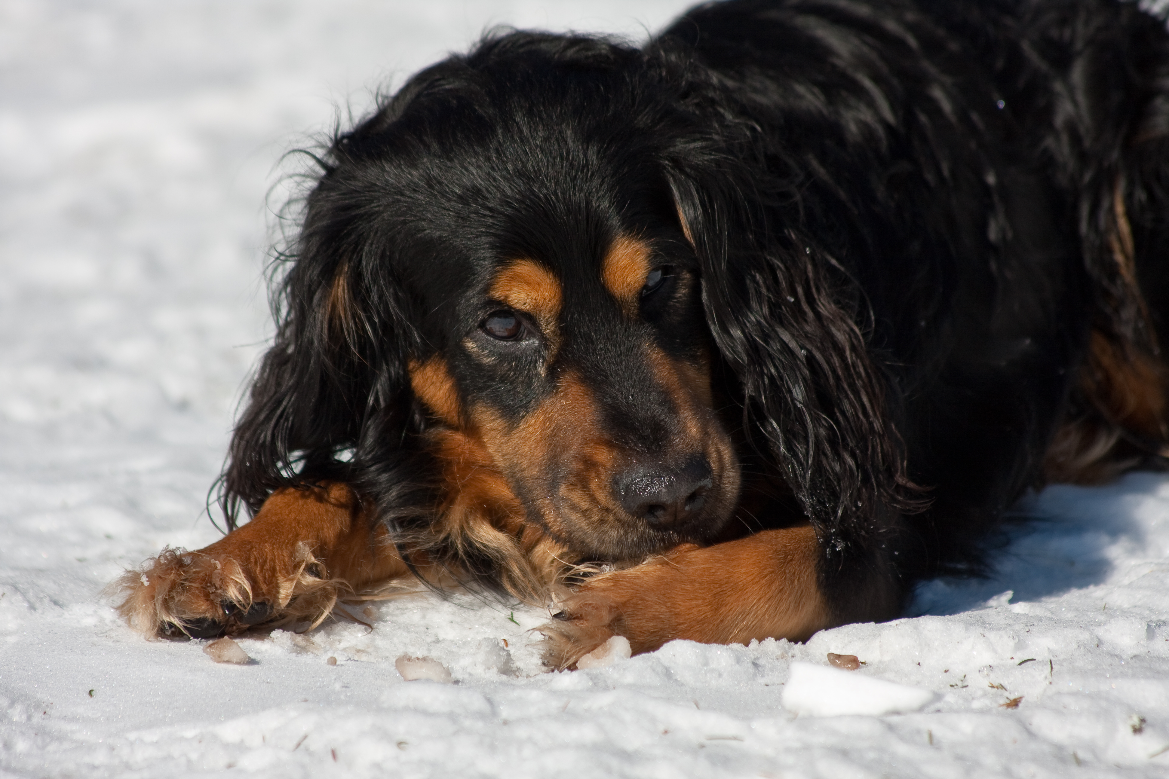 Blessure coussinet chien neige