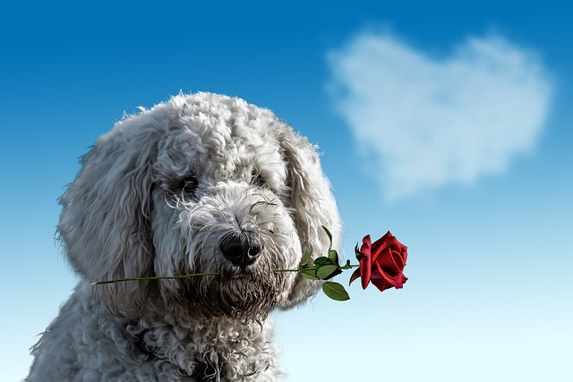 Un chien a t-il des sentiments amoureux ?
