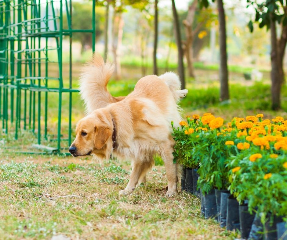 Différentes solutions existent pour éloigner un chien qui vient faire ses besoins sur vos fleurs ou votre palier