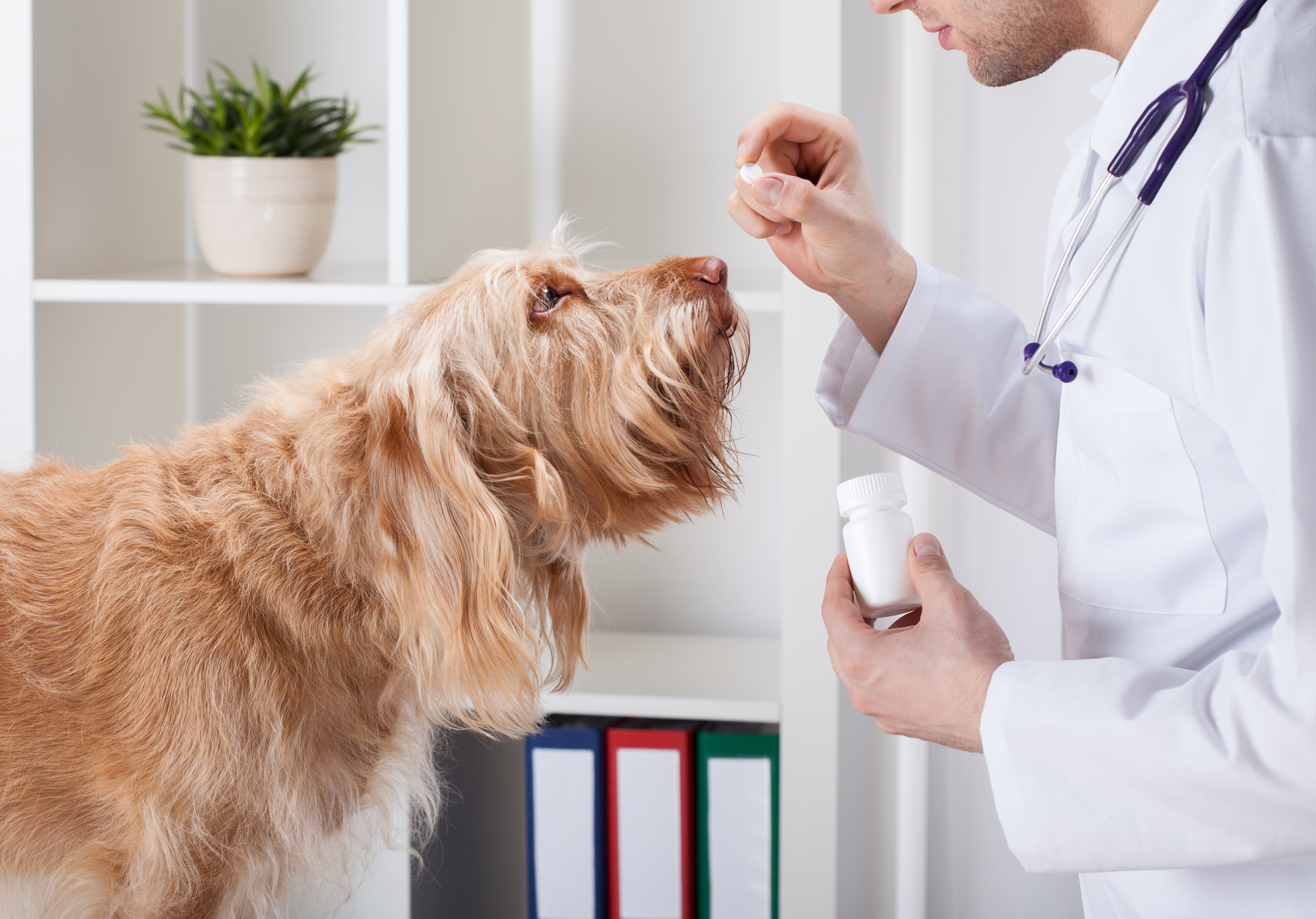 Donner un médicament à son chien