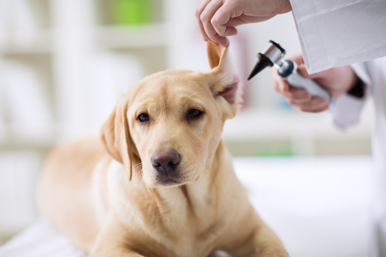 Nettoyer régulièrement les oreilles de votre chien réduit nettement les risques d’infections