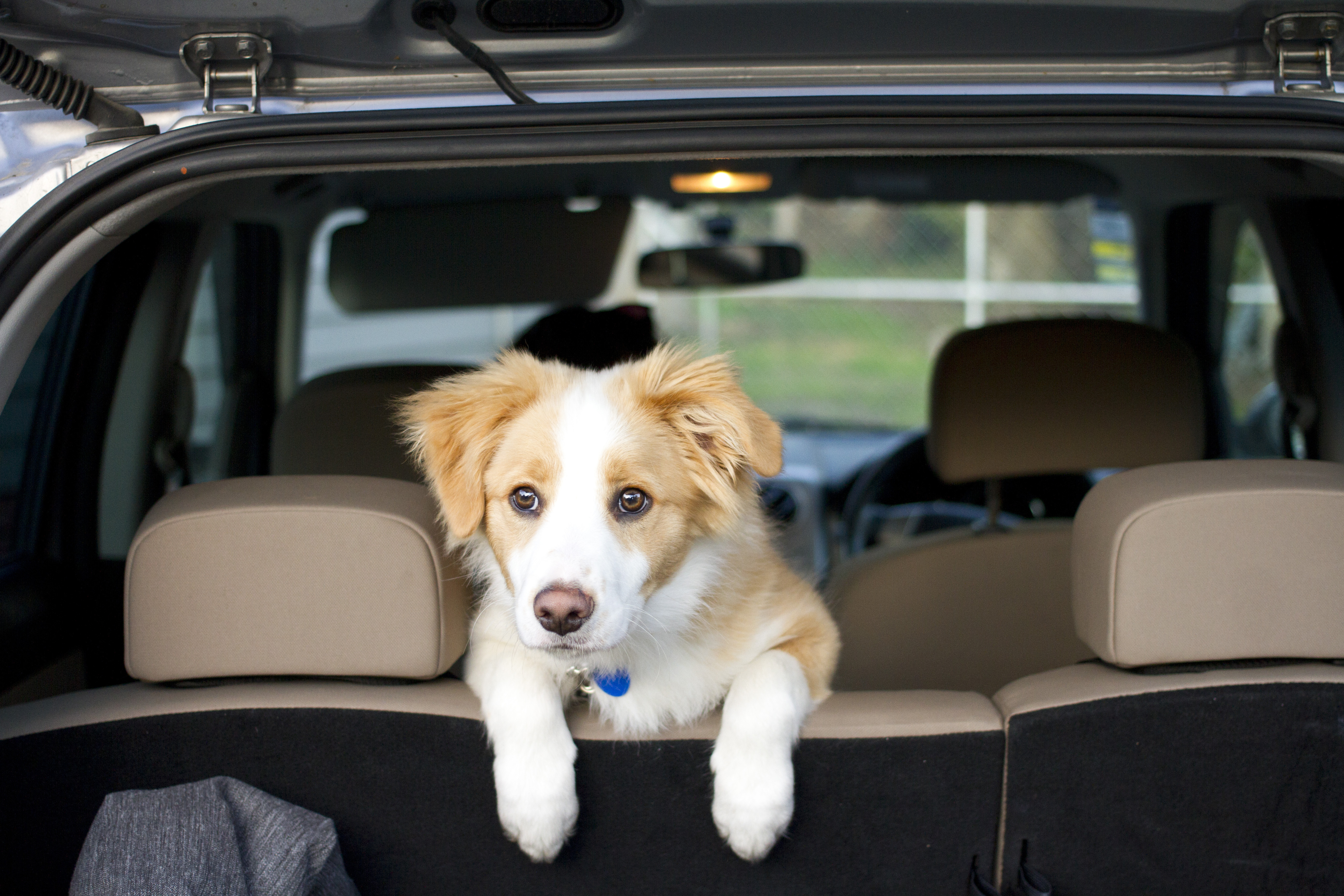 Comment voyager avec un chien ?