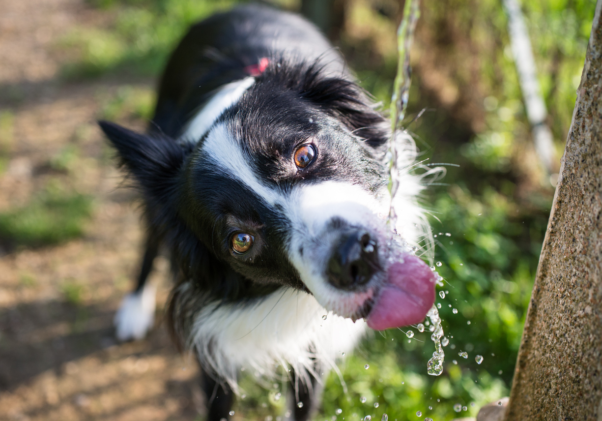 Quels sont les besoins en eau d'un chien ? | Bulle Bleue
