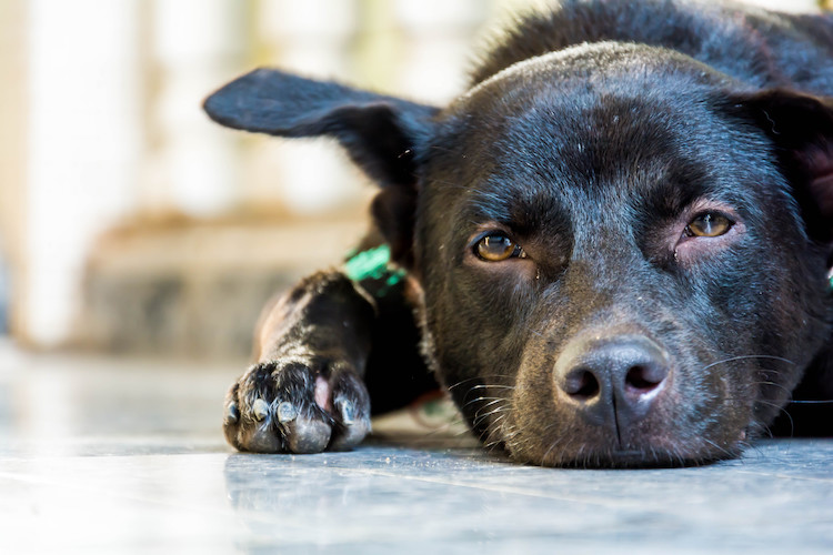 euthanasie chez un chien après un AVC