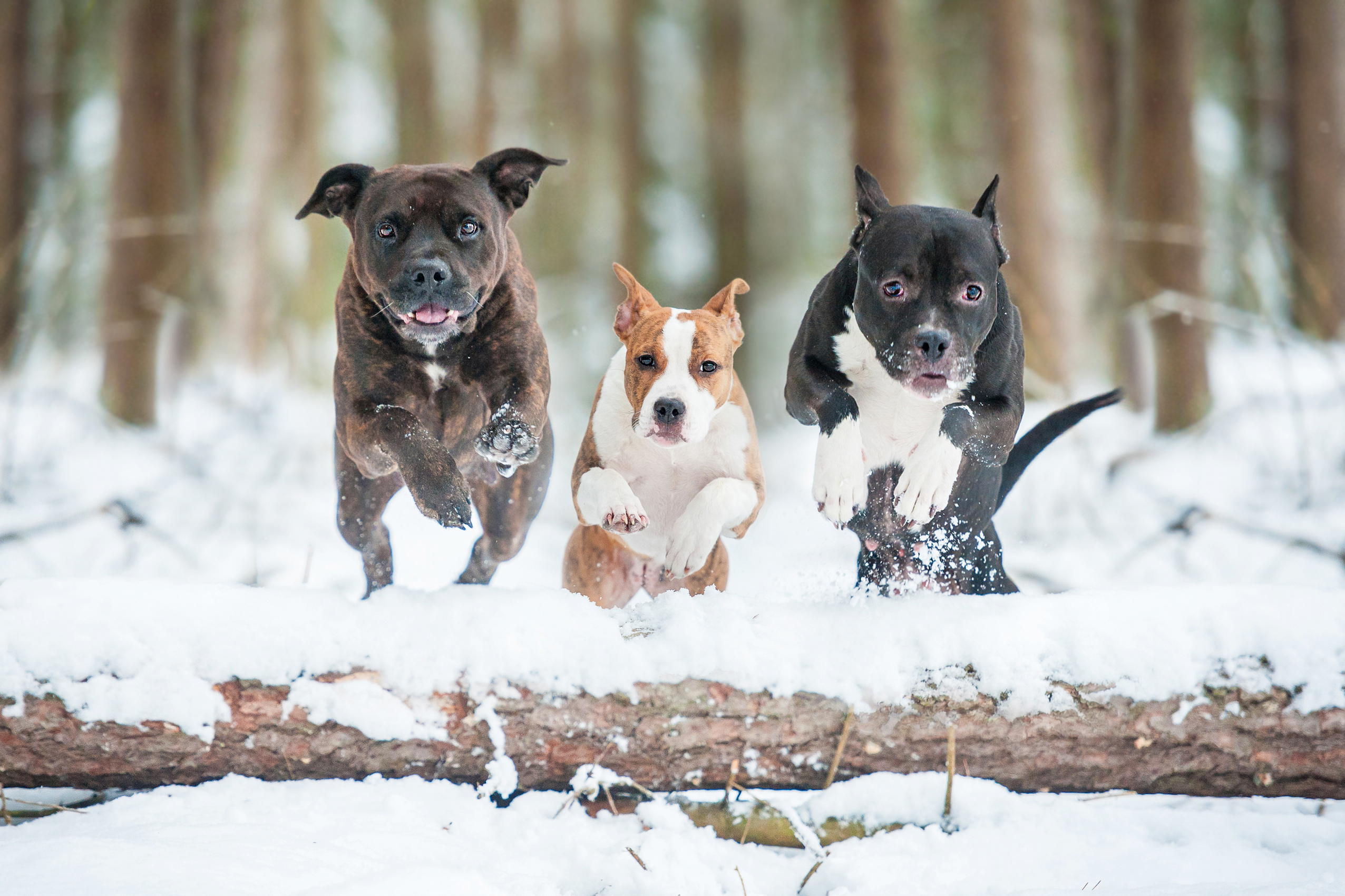 chiens courent dans la neige