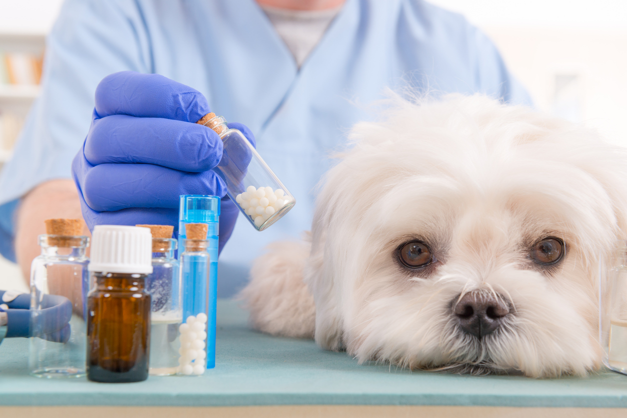 homeopathie chien