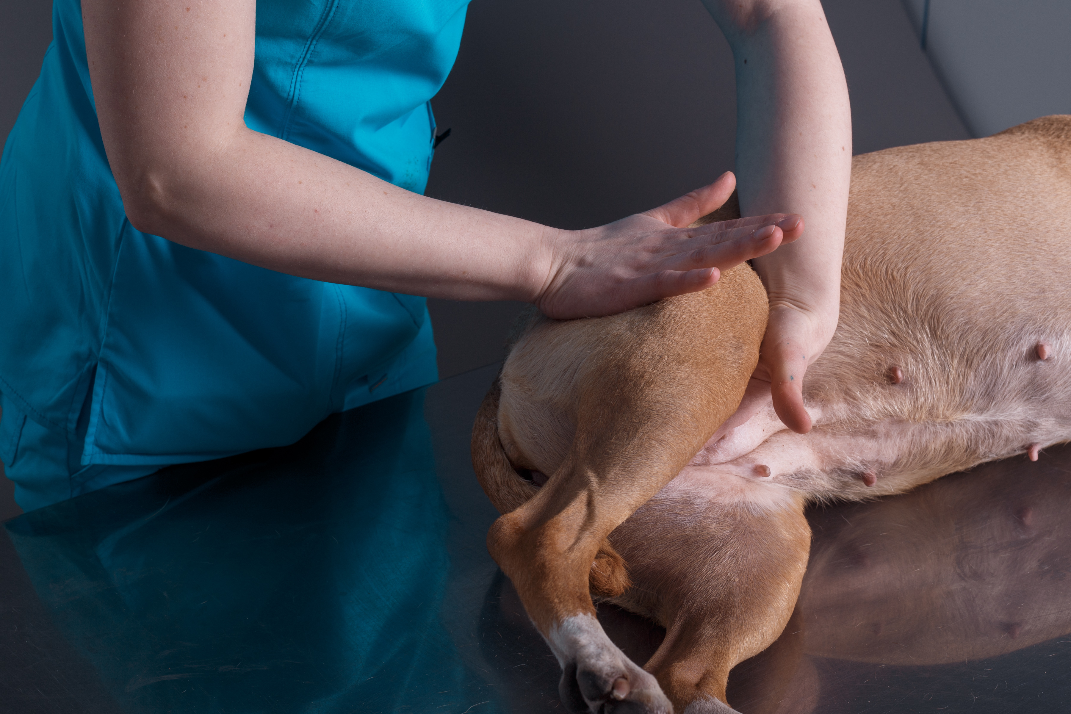 massage kine chien