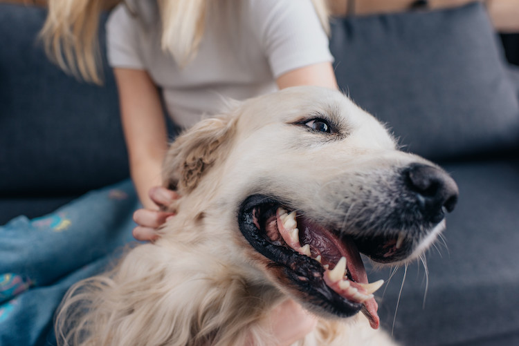 chien qui se démange