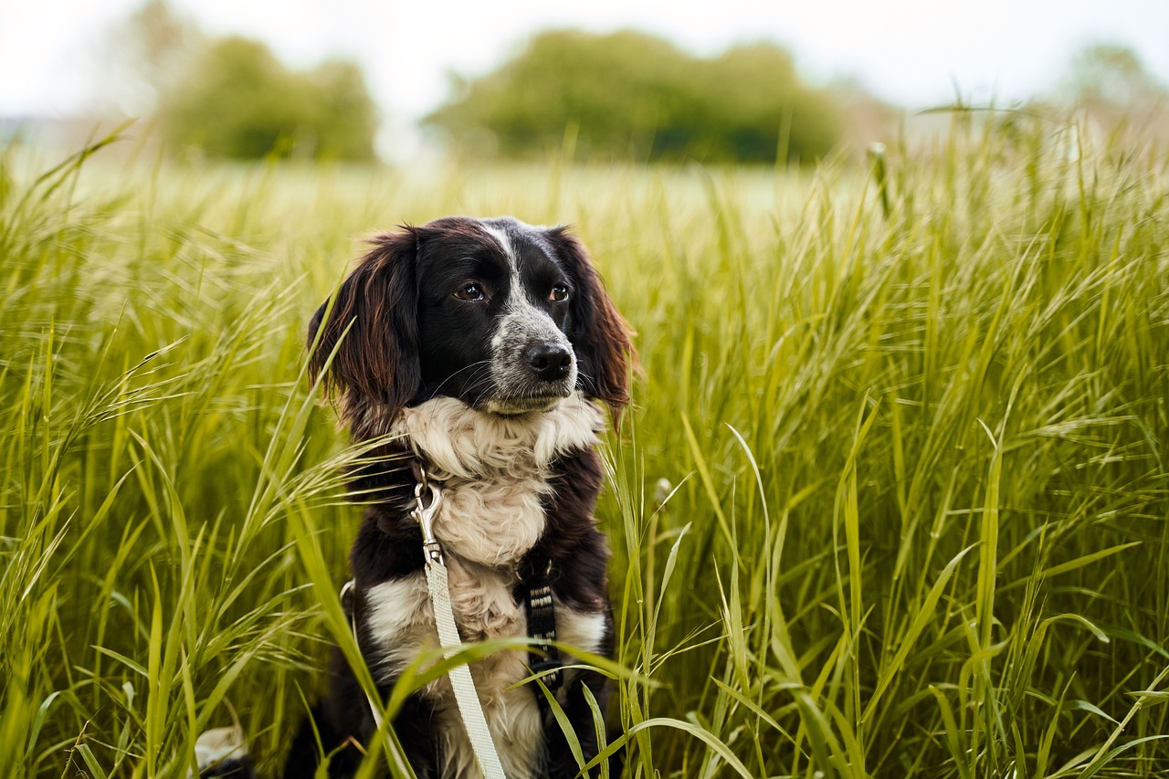 chien dans l'herbe