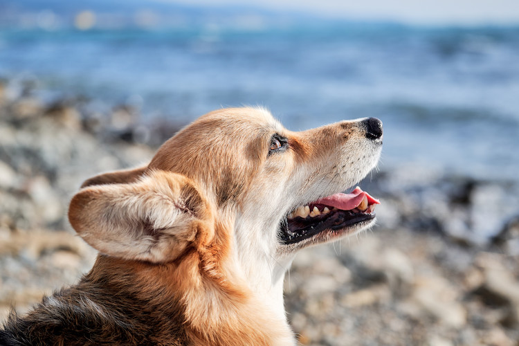 chien qui tousse et crache