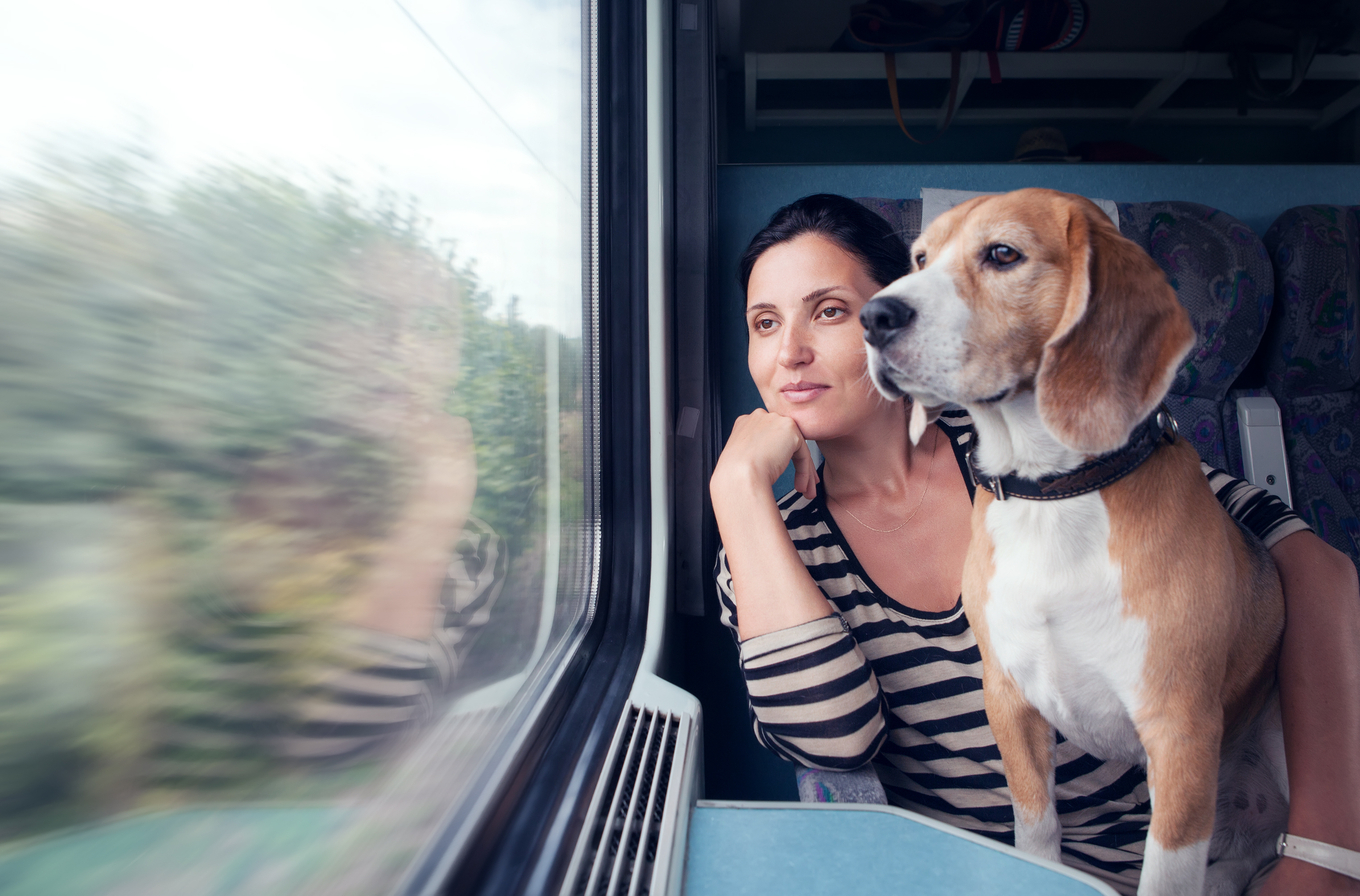 Commet prendre le train et voyager avec son chien ?