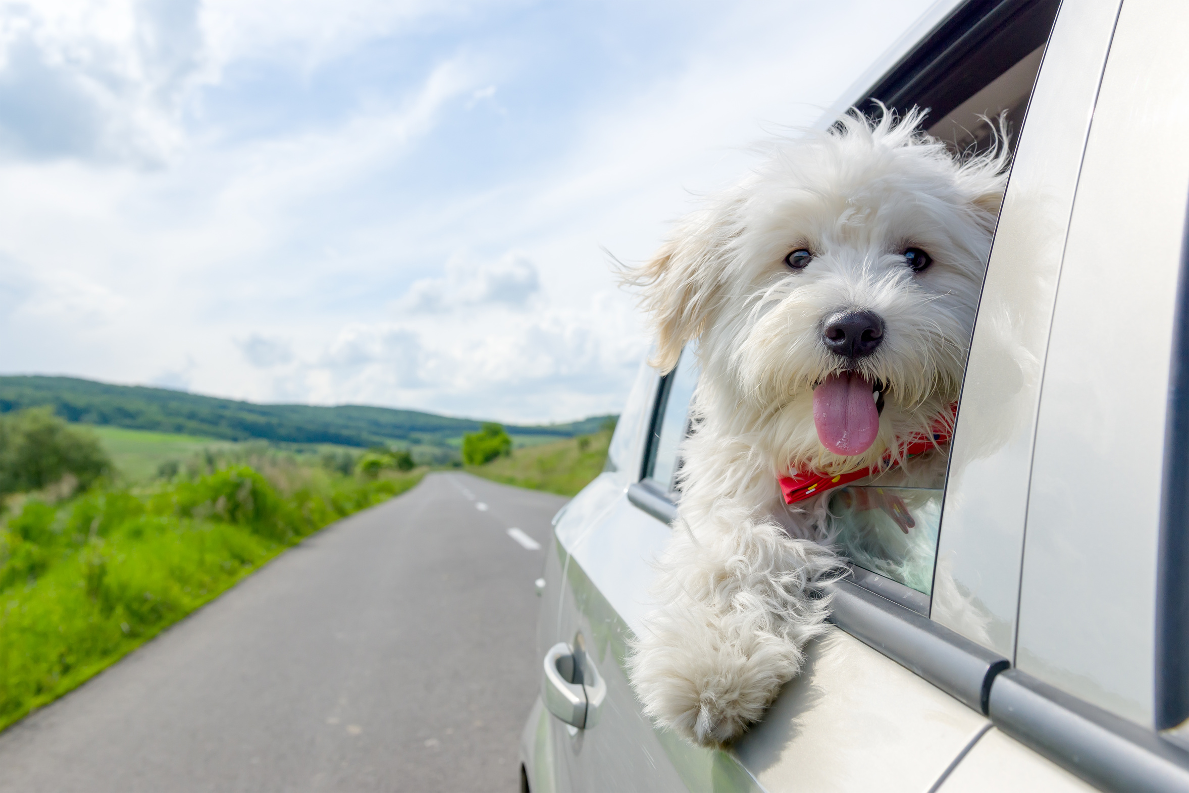 Le retour de vacances avec un chien, que faire pour une bonne réadaptation ?
