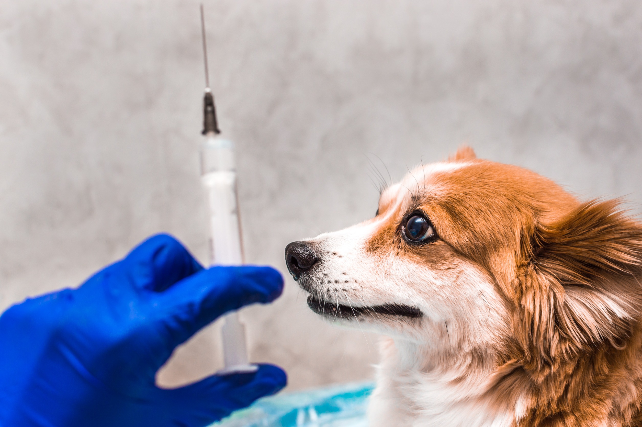 vaccin antirabique chien