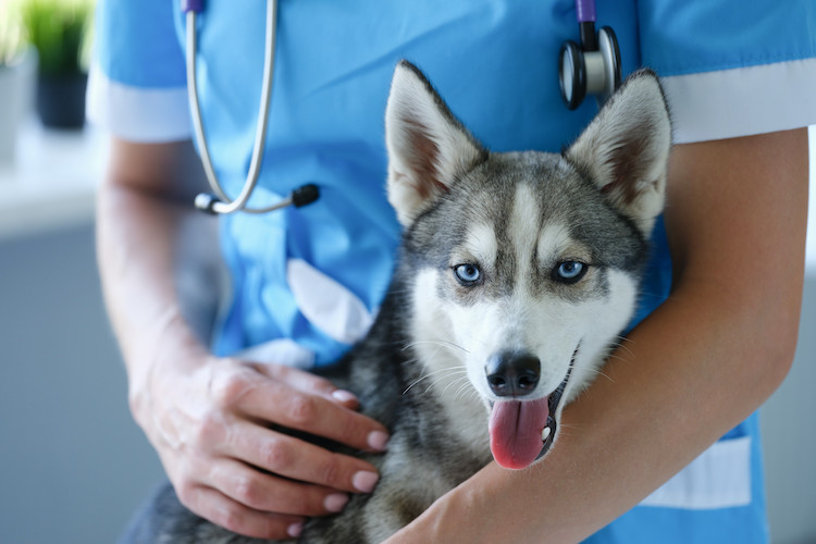 vaccin contre la leishmaniose chez le chien