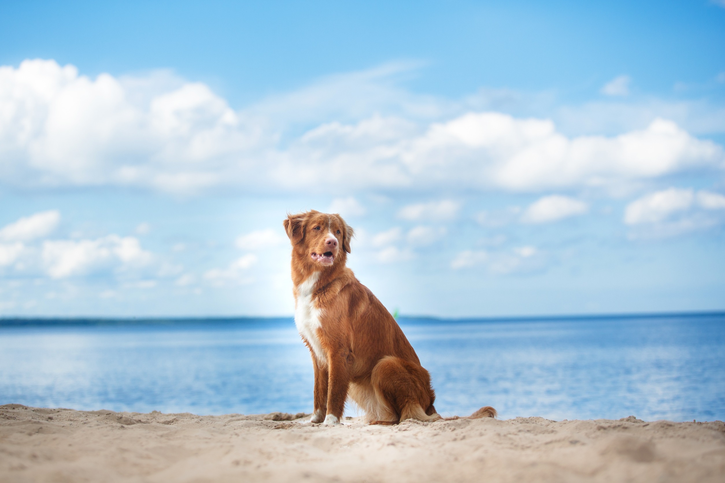 Un chien berger australien roux est assis sur une plage de sable avec la mer et le ciel bleu au fond