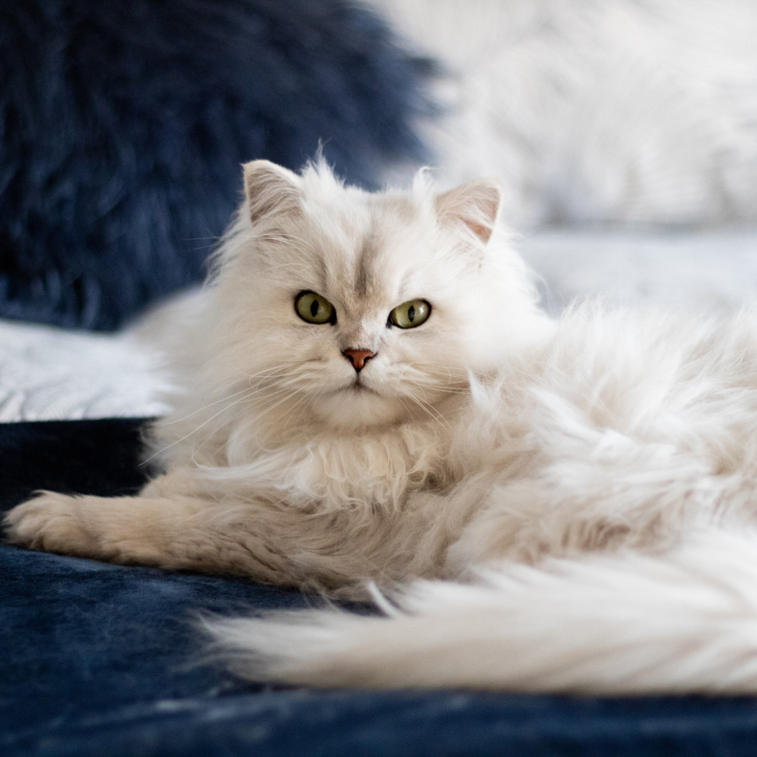 chat blanc allongé avec des longs poils