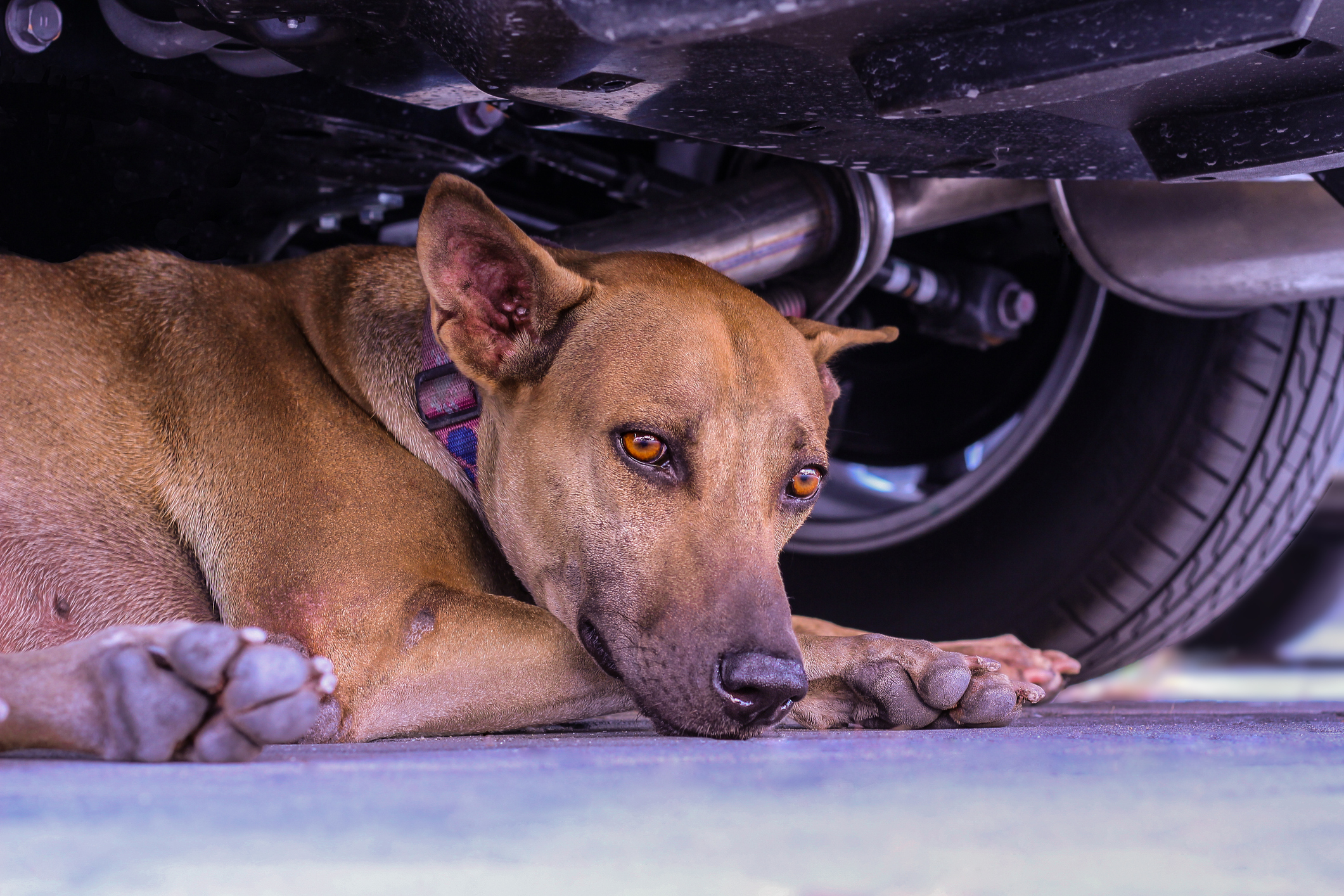 chien sous une voiture