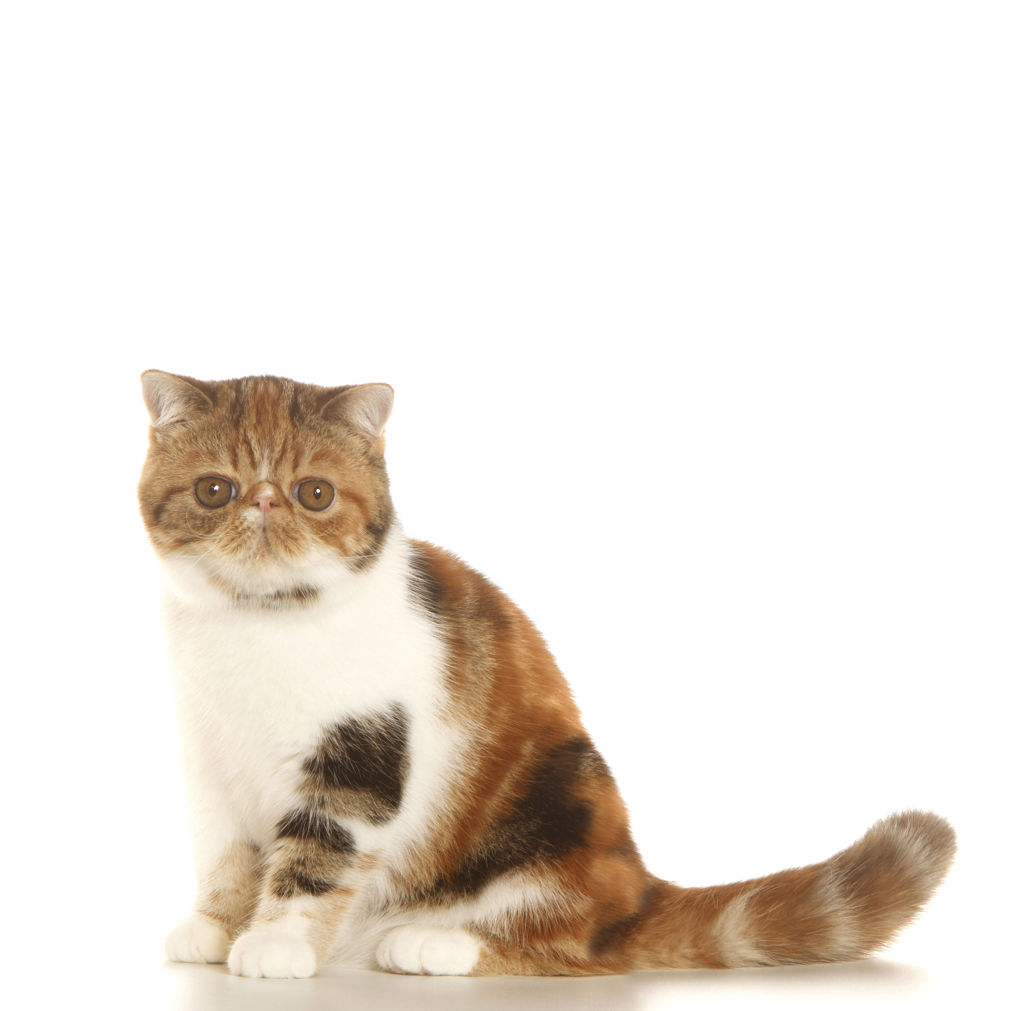 Chat Exotic Shorthair