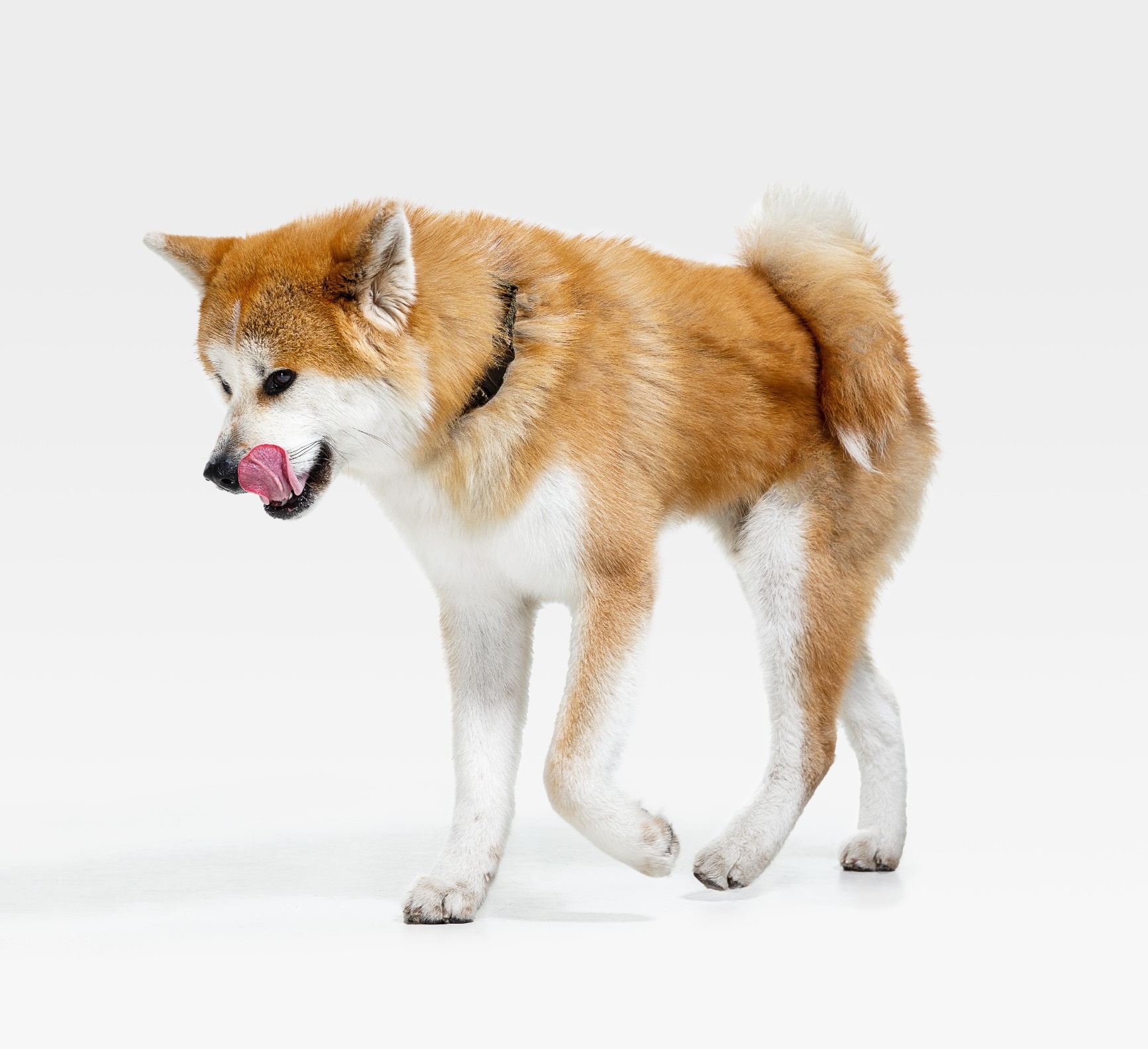 race de chien Akita Inu