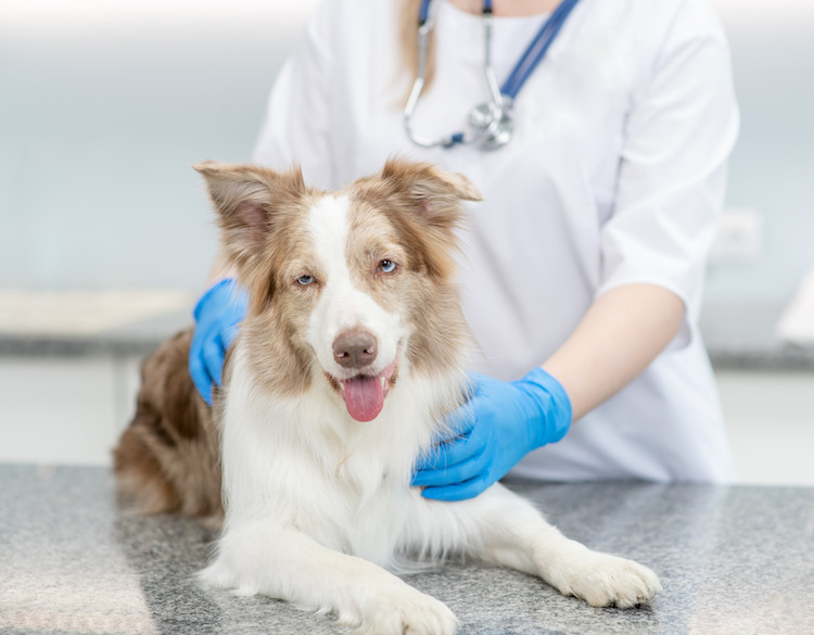 Anti-inflammatoires vétérinaire pour le chien