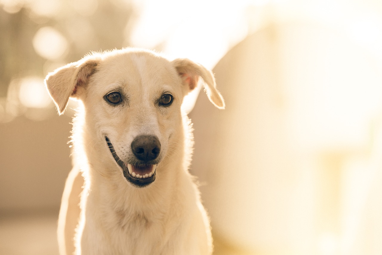 Chien heureux