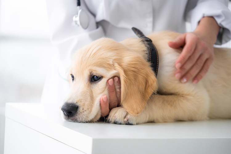 Diagnostic vétérinaire maladie de Lyme chien