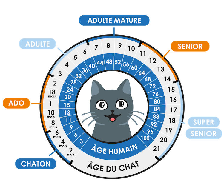 correspondance âge chat vs âge humain