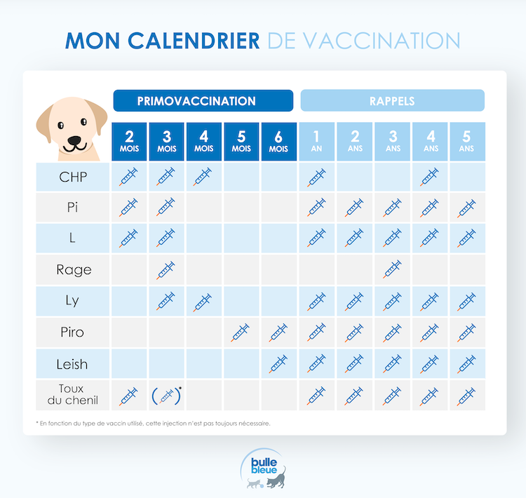 Infographie - Calendrier Vaccination Chien Bulle Bleue