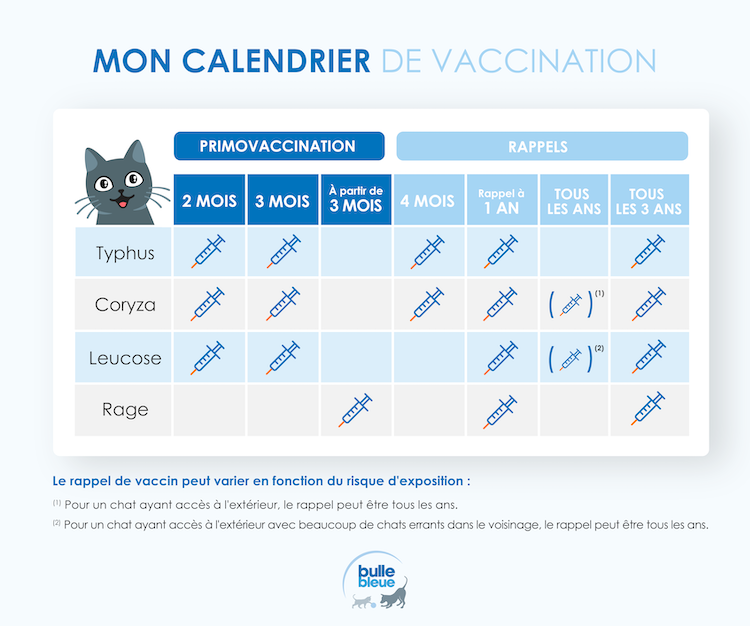 Infographie calendrier vaccination chat assurance Bulle Bleue