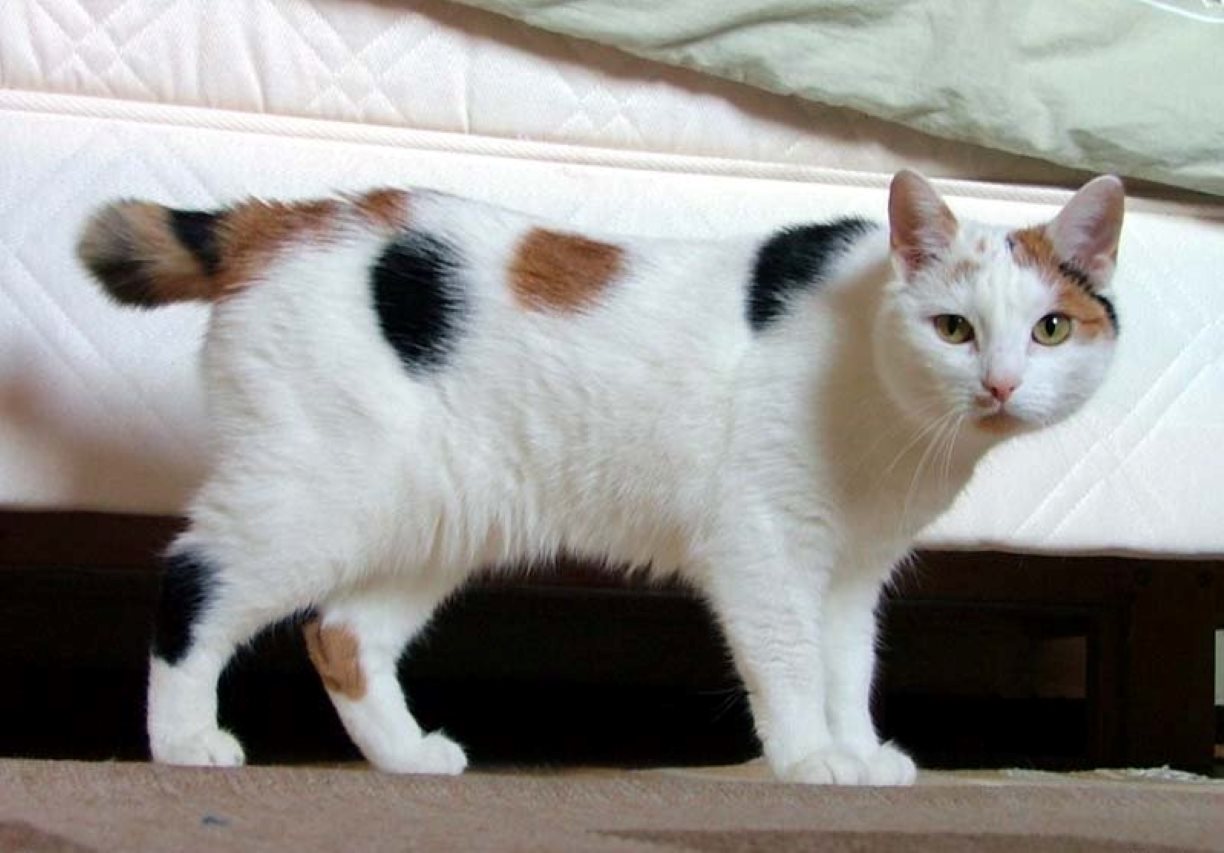 Japanese Bobtail