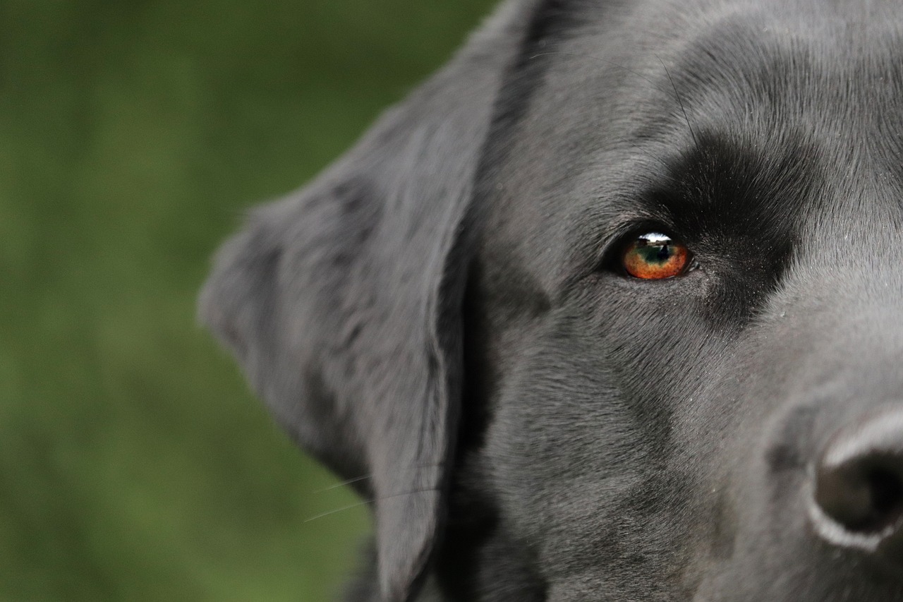 Oreille chien