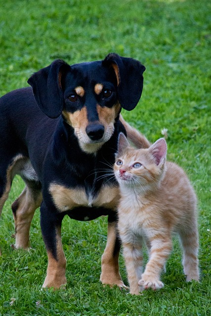 chien et chat une amitié possible