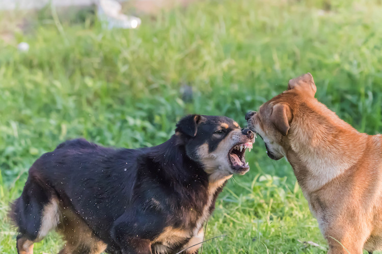 bagarre chiens morsures