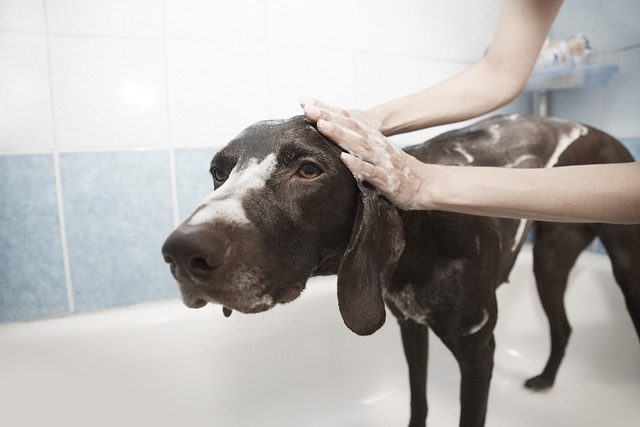 bain et moussage chien