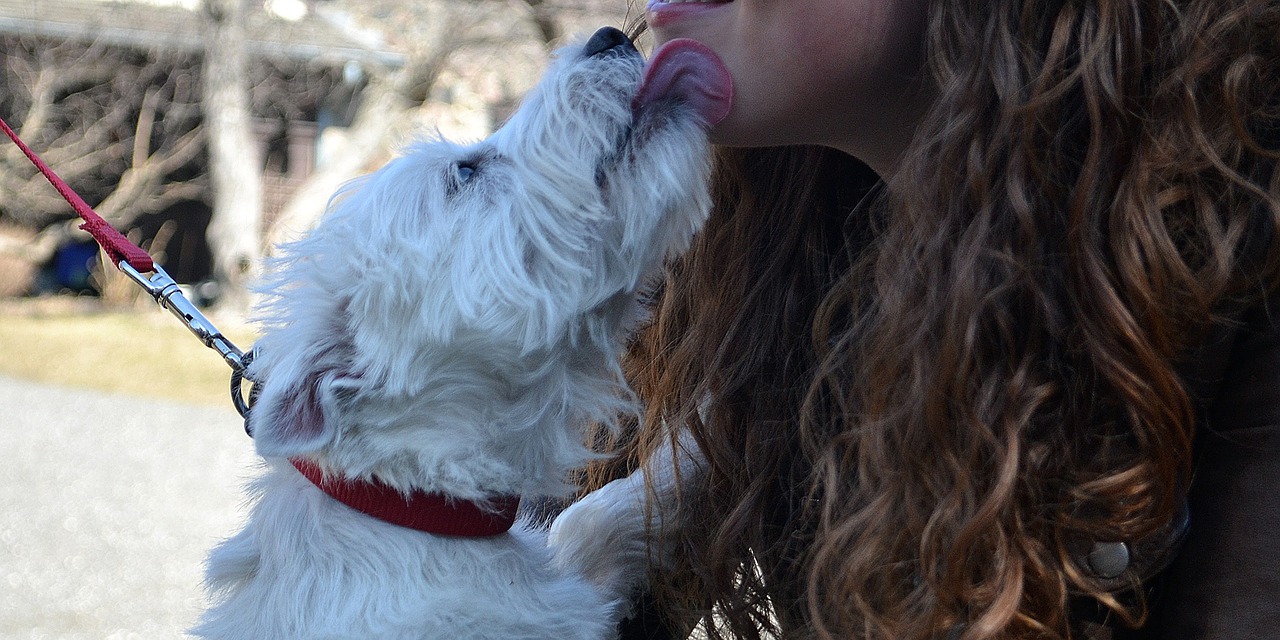 Bisous d'un chien