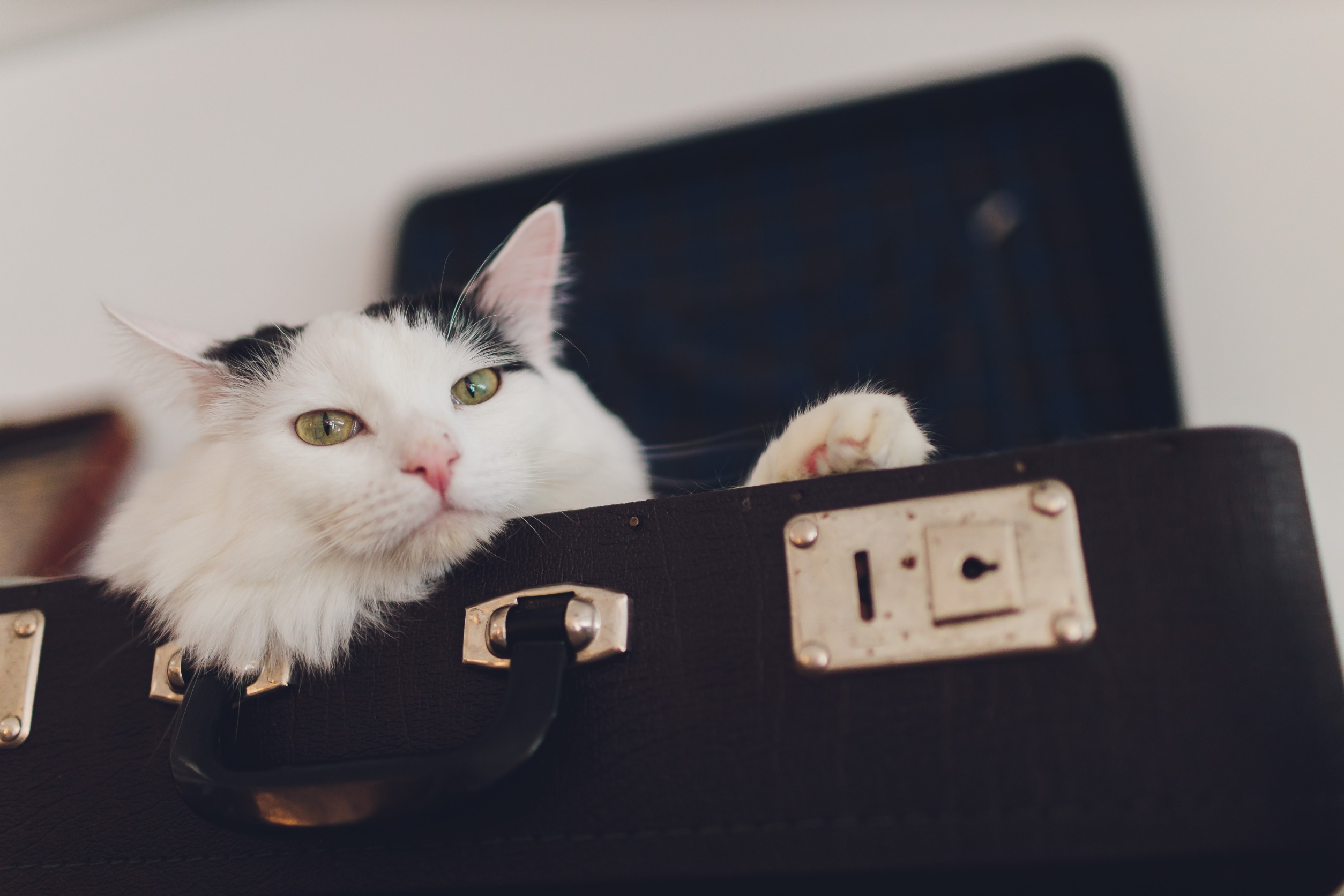 Un chat est allongé dans une valise de voyage