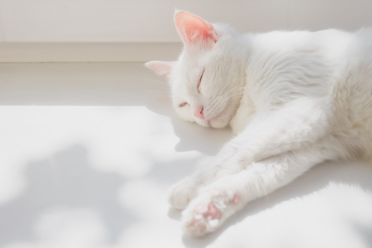 chat blanc et coup de soleil
